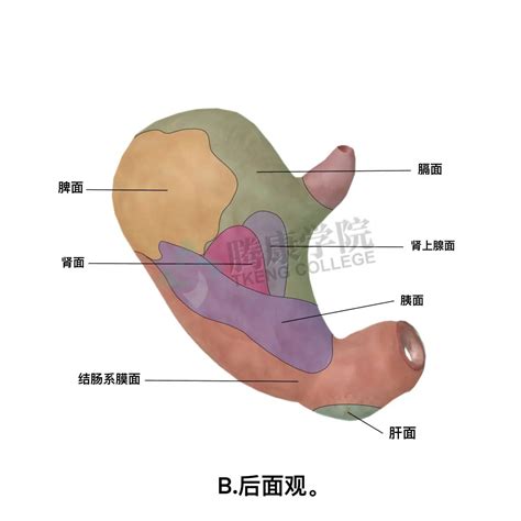 胃功能|【内脏】胃的解剖及其组织学